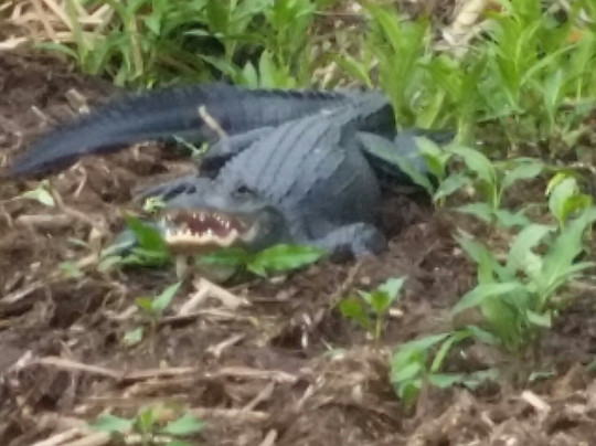 Parkland Airboat Rides-Parkland必去景点