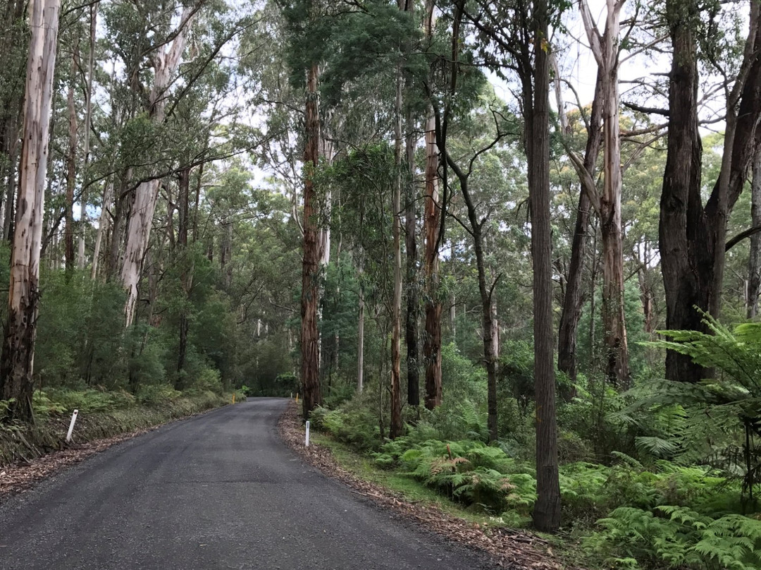Baw Baw National Park-Walhalla必去景点