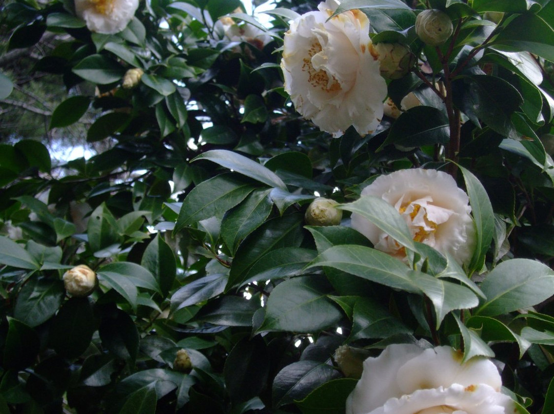 Hattori Ryokuchi Toshi Ryokka Botanical Garden-丰中市必去景点