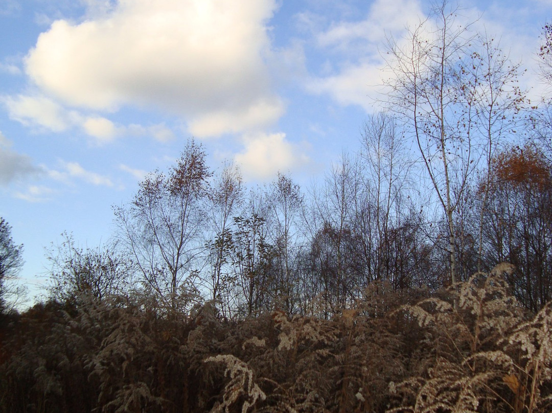 Nature Reserve "Las Dabrowa"景点图片