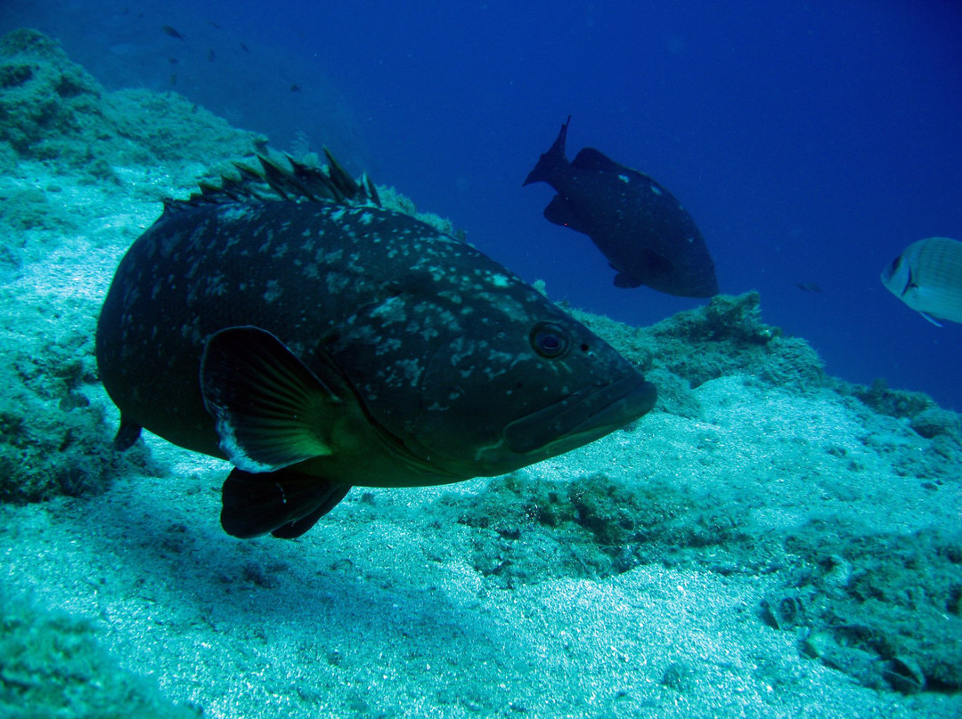 Mediterranean View Diving Center景点图片