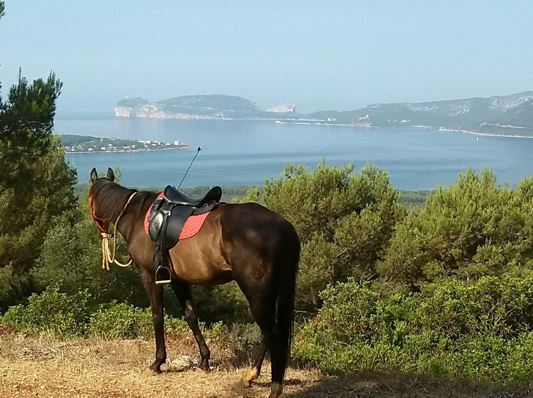 Asd Centro Ippico New Farm-阿尔盖罗必去景点