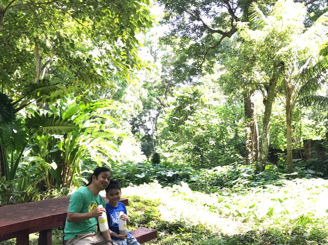 Makiling Botanic Gardens景点图片