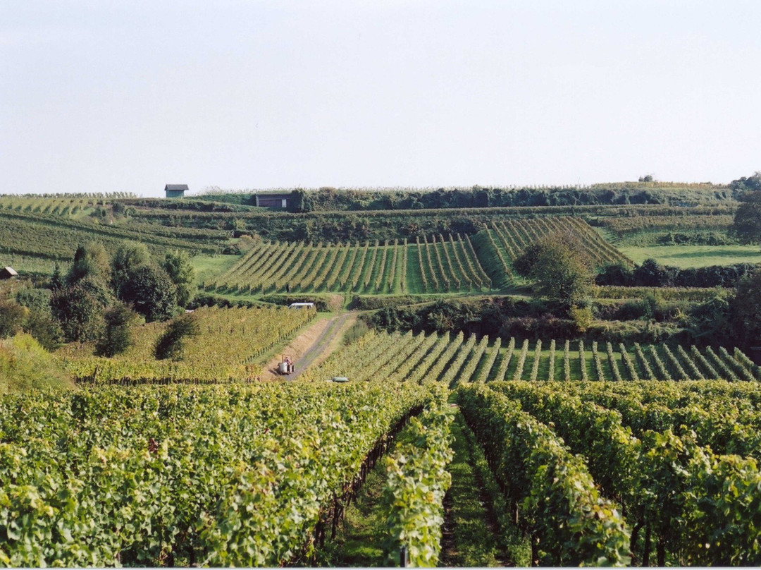 Weingut Jägle-Kenzingen必去景点