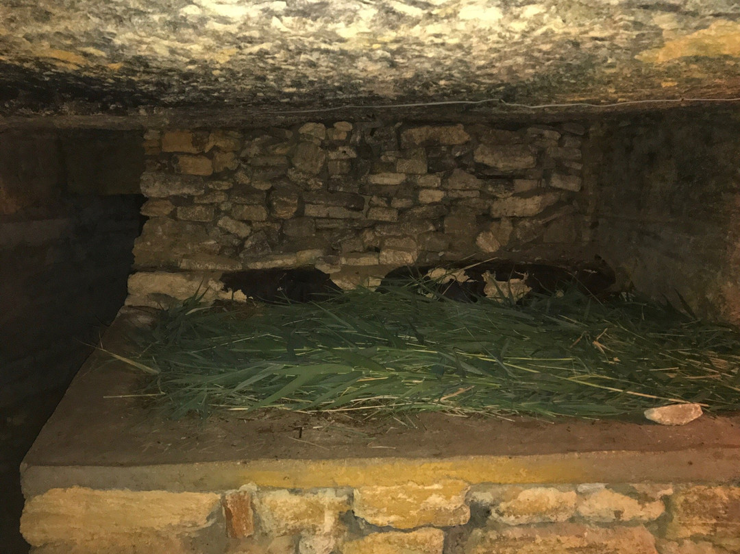 Catacombs of Odessa-敖德萨必去景点