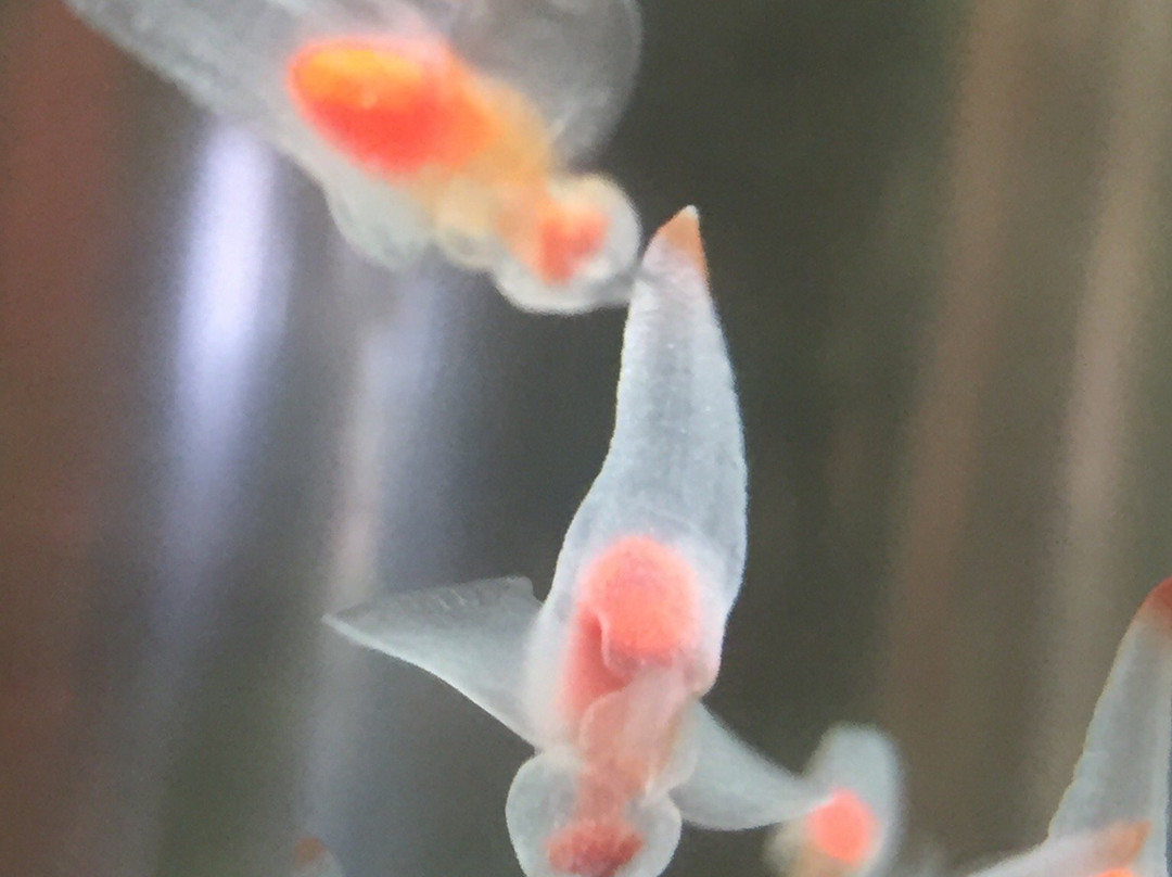 Okhotsk Sea Ice Museum of Hokkaido GIZA-纹别市必去景点