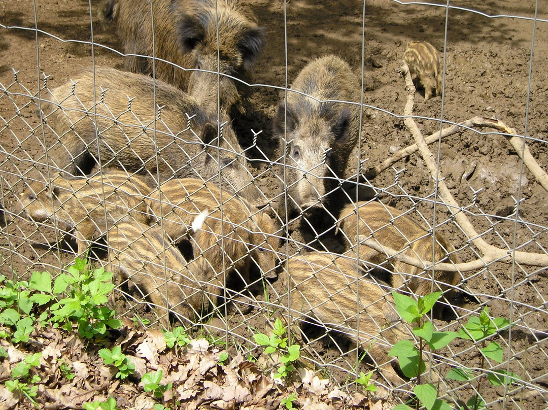 Parc Animalier-沙勒维尔梅济耶尔必去景点