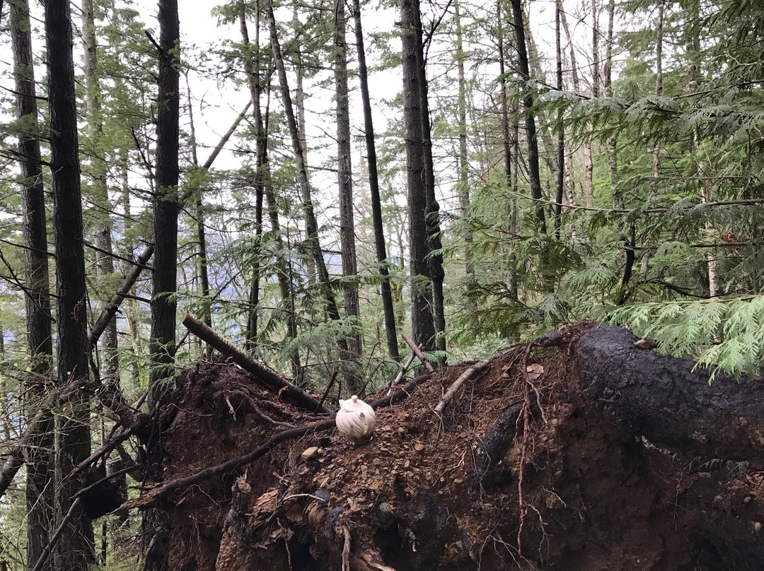Teapot Hill Trail-Cultus Lake必去景点