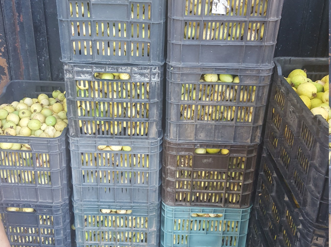 Fabrica de Dulces Guayags-Calvillo必去景点