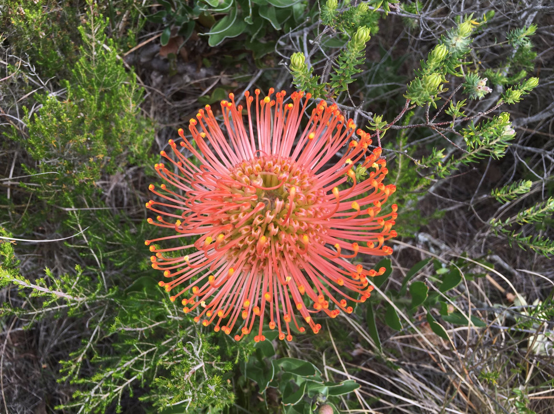 Van Stadens Wildflower Reserve-伊丽莎白港必去景点