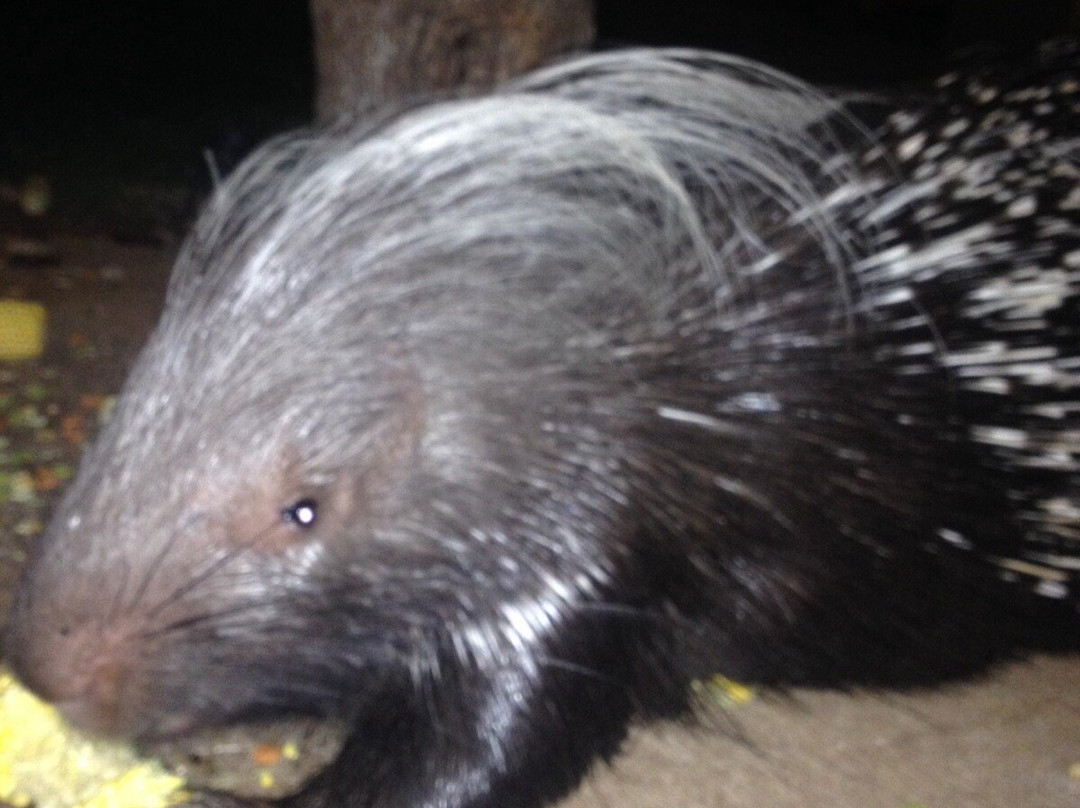 Not For Sissies Tours & Adventures-约翰内斯堡必去景点