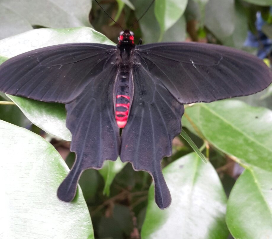 Buchholz in der Nordheide旅游攻略图片