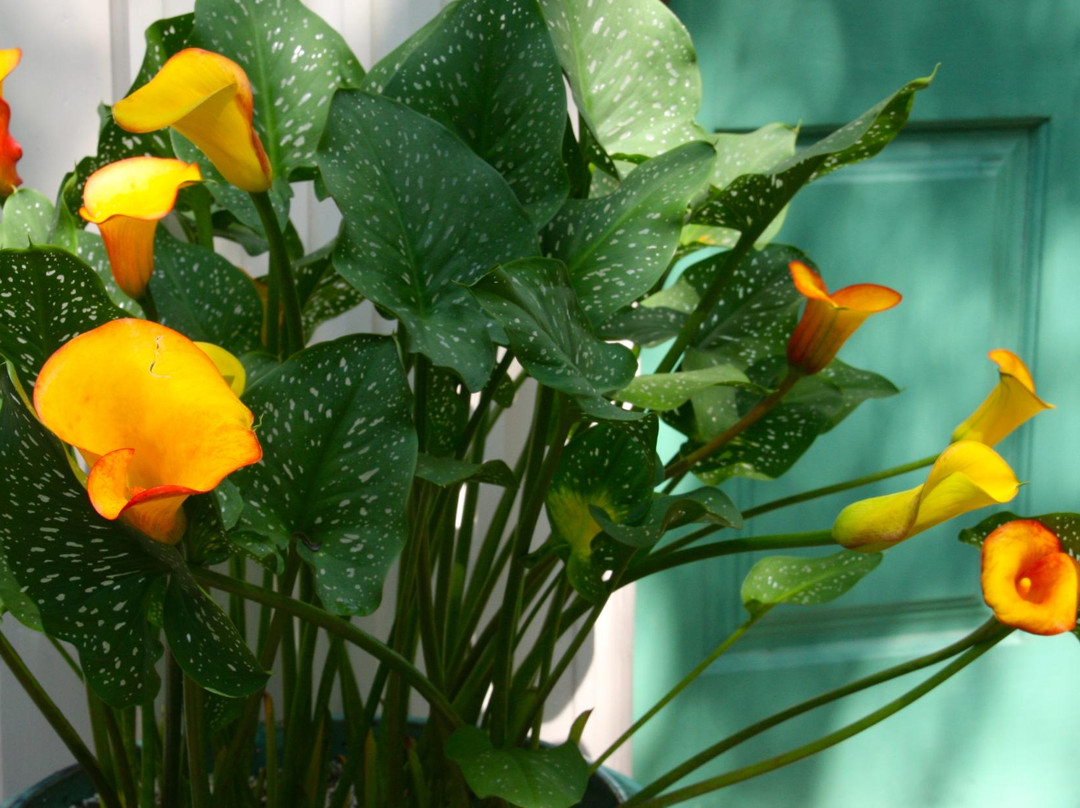 Chandor Gardens景点图片