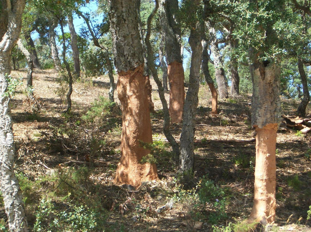 Restaurante y Alojamiento Can Mach主图