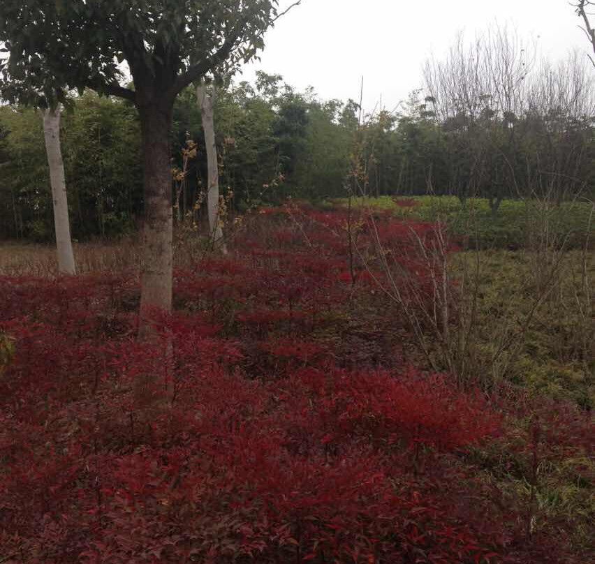 遗爱湖公园-黄冈市必去景点