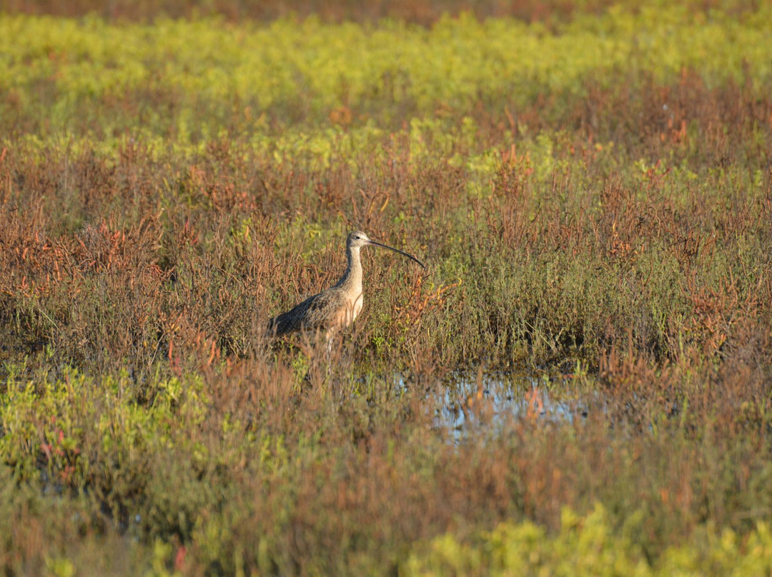 Big Reef Nature Park-盖维斯顿必去景点