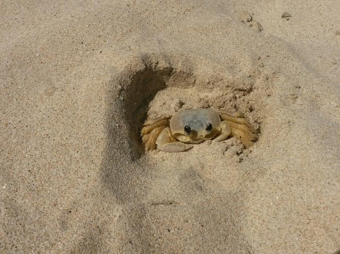 Playa El Castillo景点图片