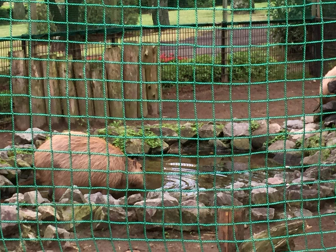 Miyazaki City Phoenix Zoo-宫崎市必去景点