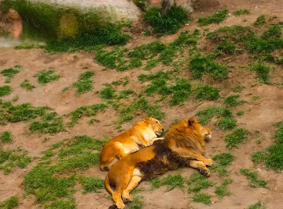 Zoologico Zacango-墨西哥城必去景点