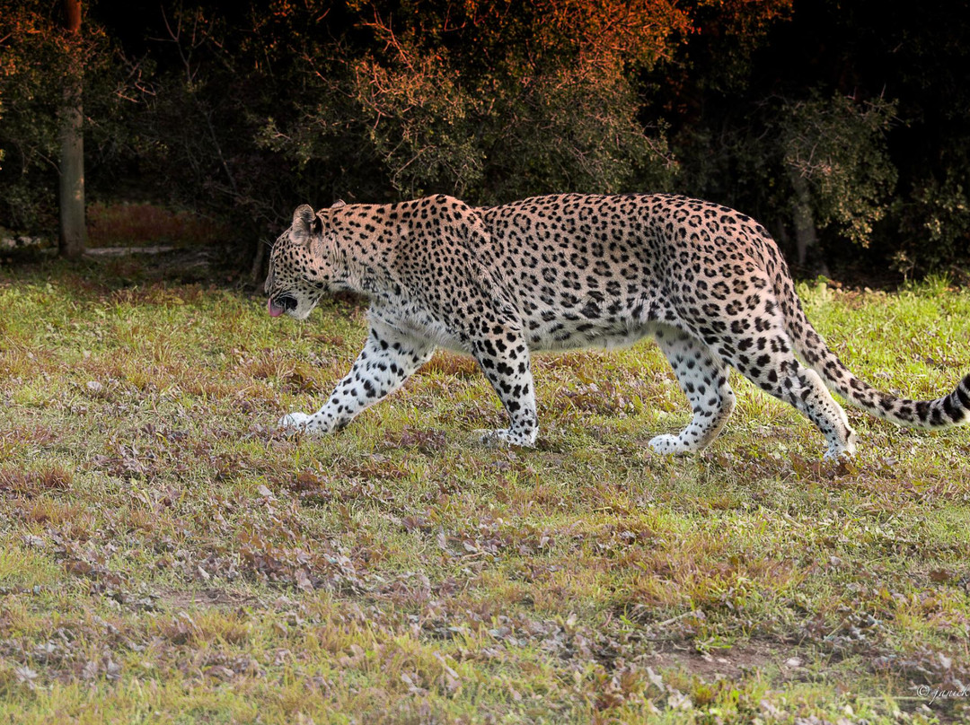 Parc Animalier De La Barben景点图片