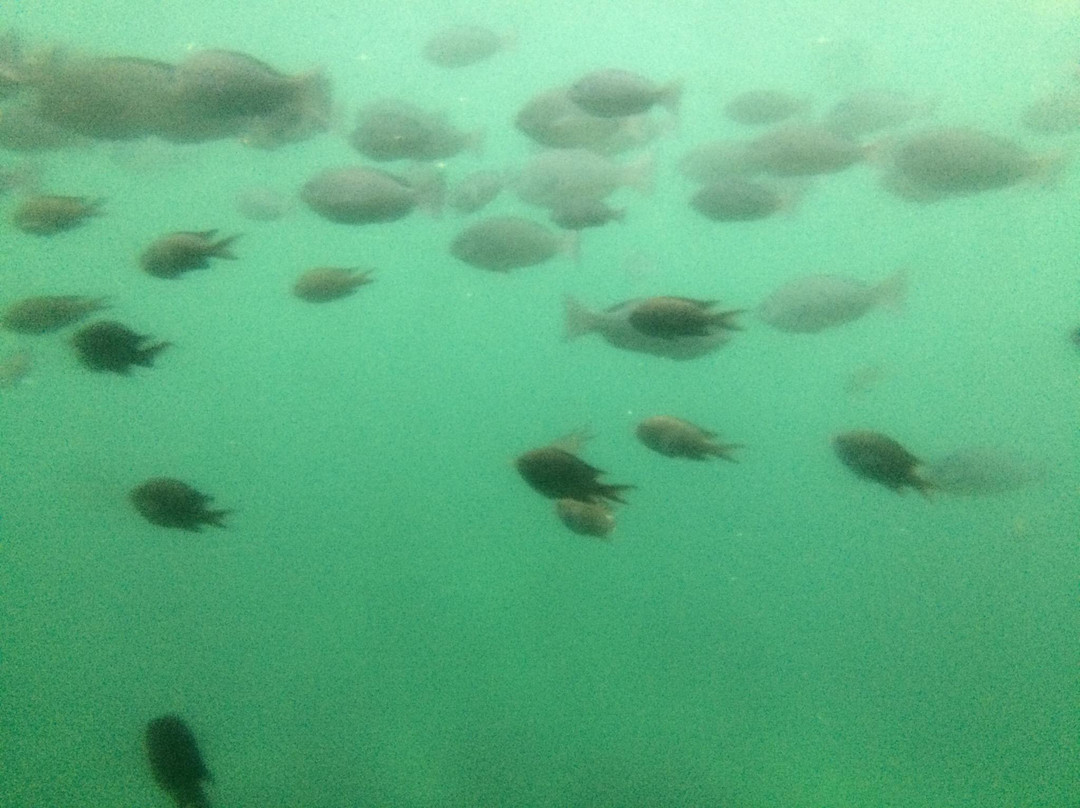 Nijiiro Sakana Go-三浦市必去景点