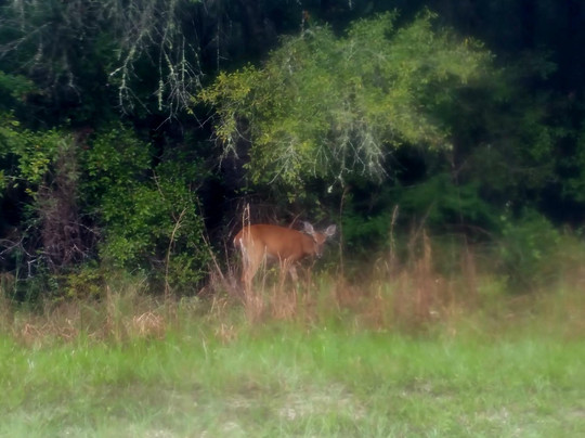 Flatwoods Wilderness Park-Thonotosassa必去景点