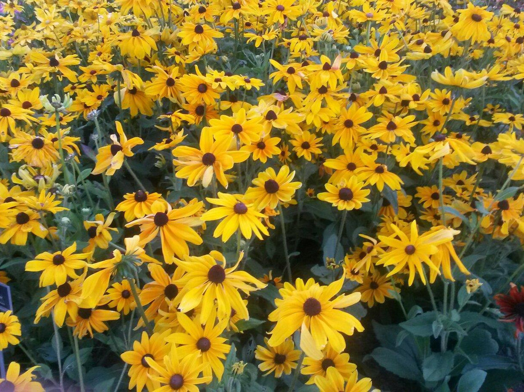 University of Illinois Arboretum-厄巴纳必去景点