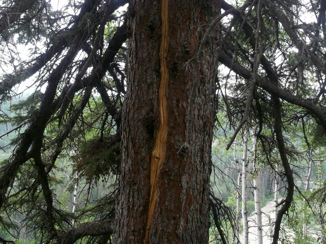 Tumbler Point Hiking Trail-Tumbler Ridge必去景点