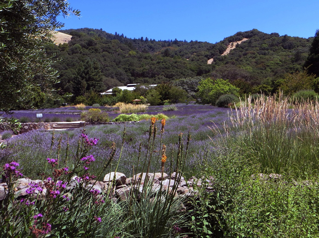 Bennett Valley-圣罗莎必去景点