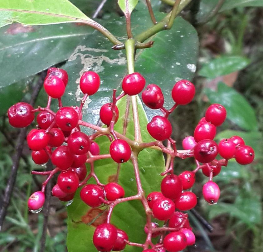 Refugio de Vida Silvestre Bosque Alegre景点图片