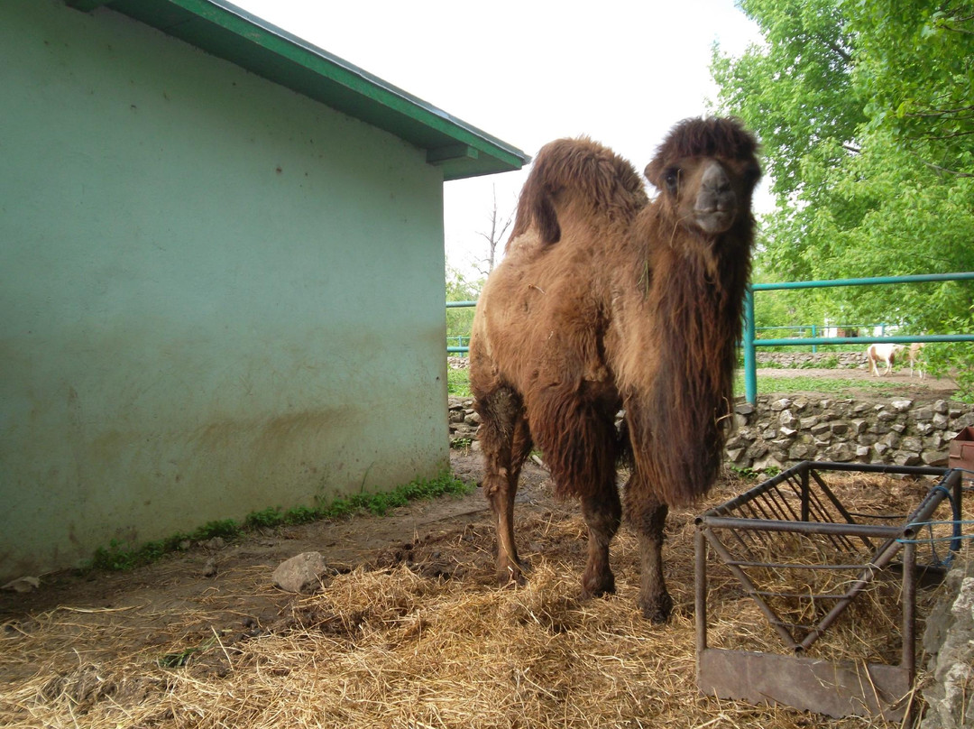 Zoo Parc Calarasi景点图片