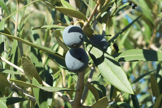 Rancho Olivos-圣伊内斯必去景点