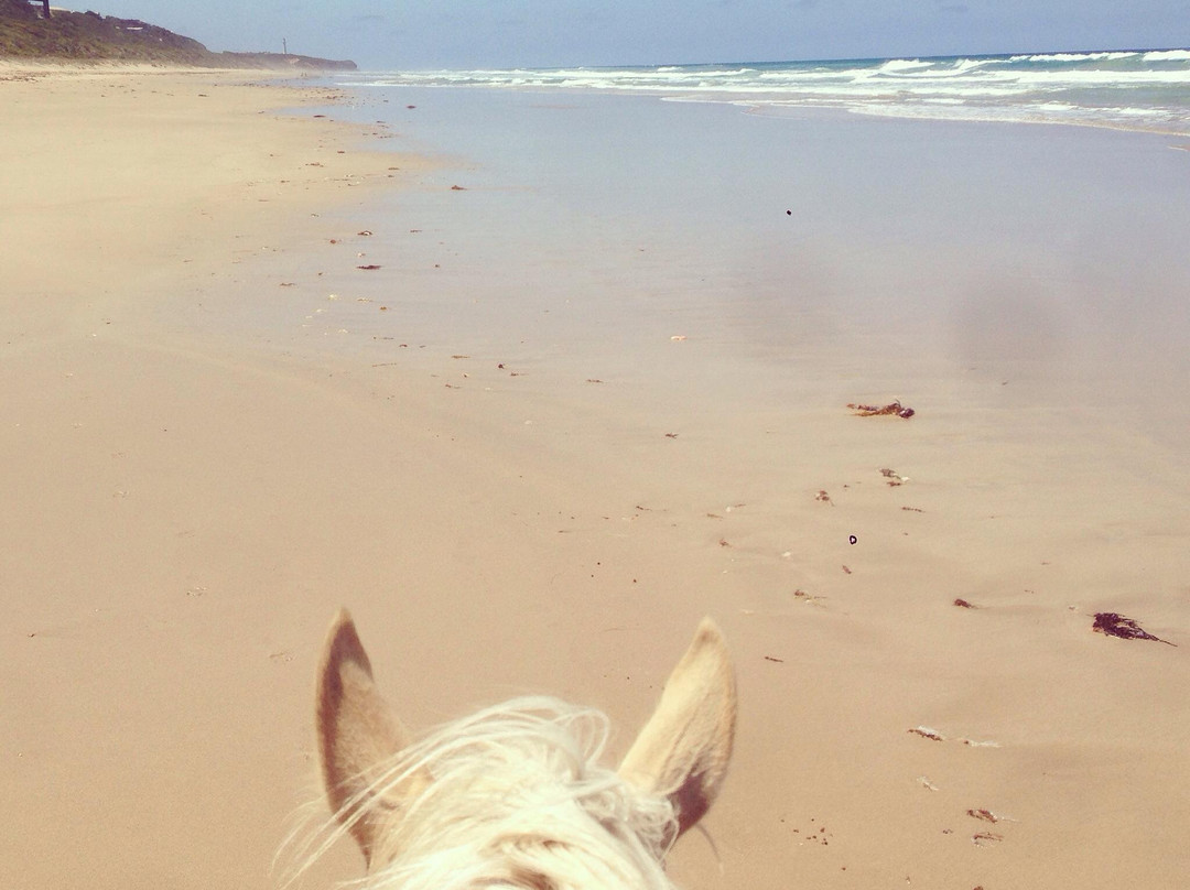 Blazing Saddles-Aireys Inlet必去景点