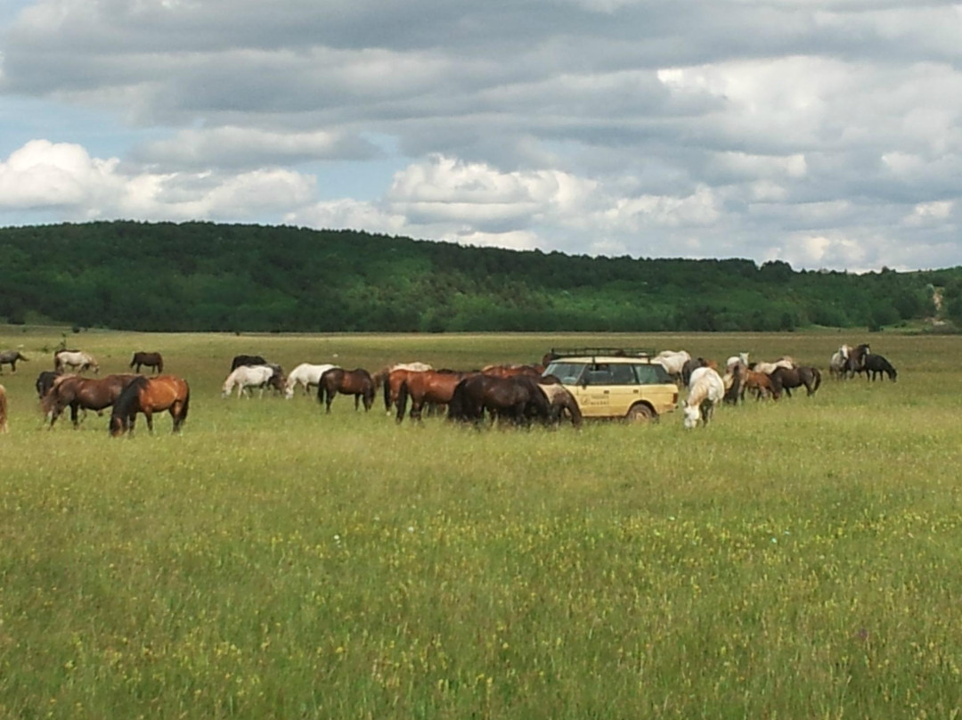 Wild Horses Safari景点图片