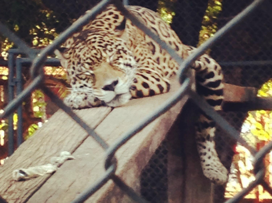 Zoologico do Batalhao do Forte Sao Joaquim-Boa Vista必去景点