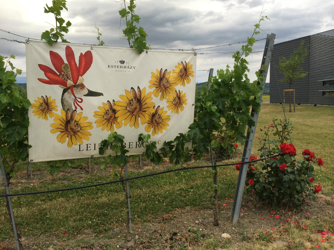Weingut Esterhazy-Trausdorf an der Wulka必去景点
