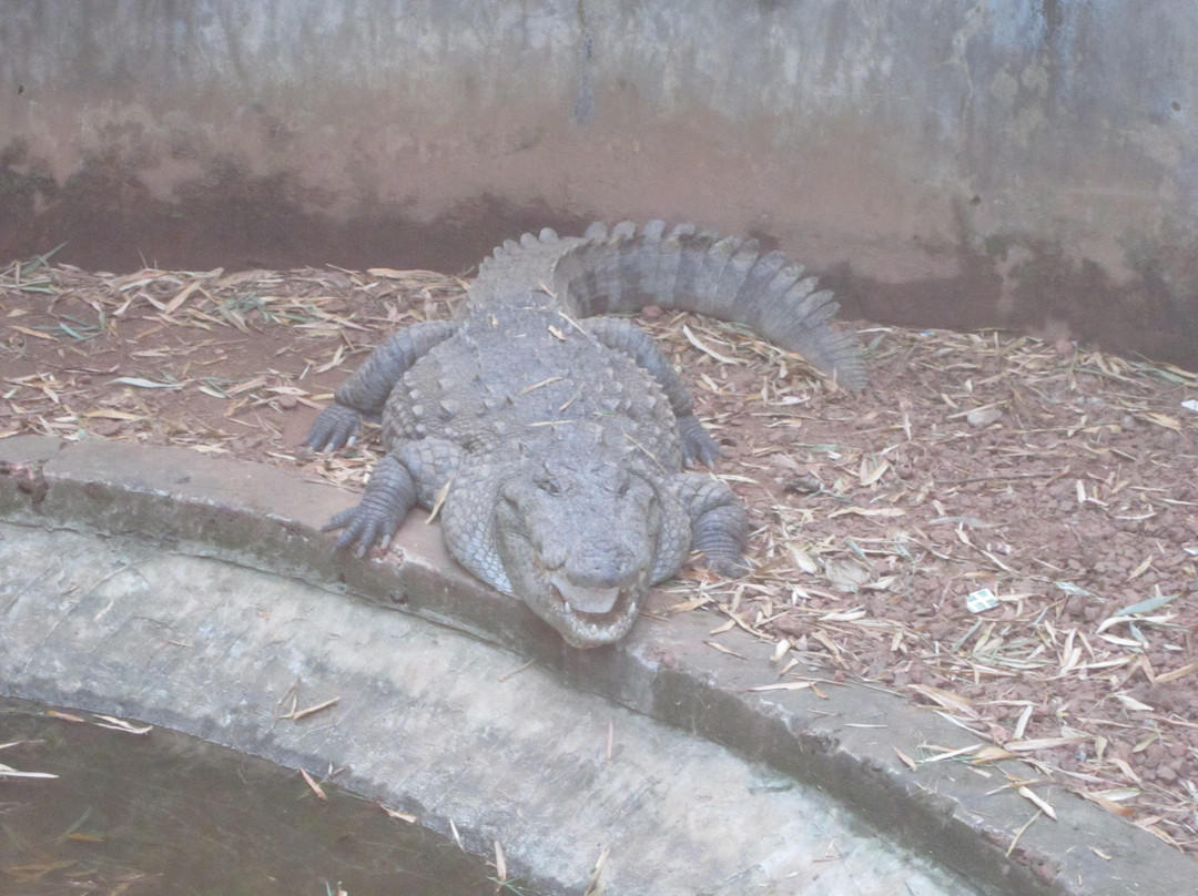 Parassinikkadavu Snake Park景点图片
