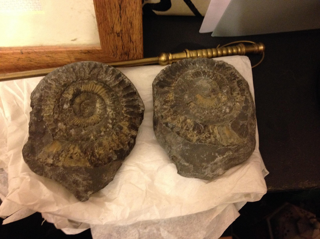 The Fossil Workshop景点图片