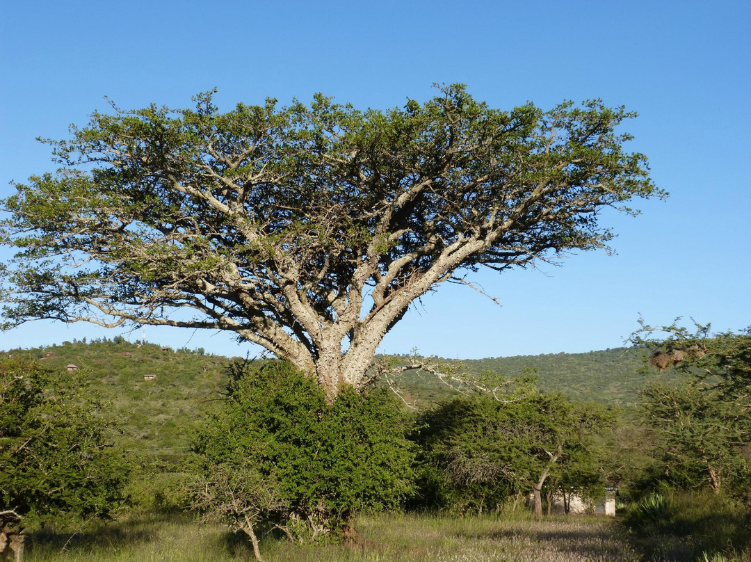 Maanzoni Sanctuary-Machakos必去景点