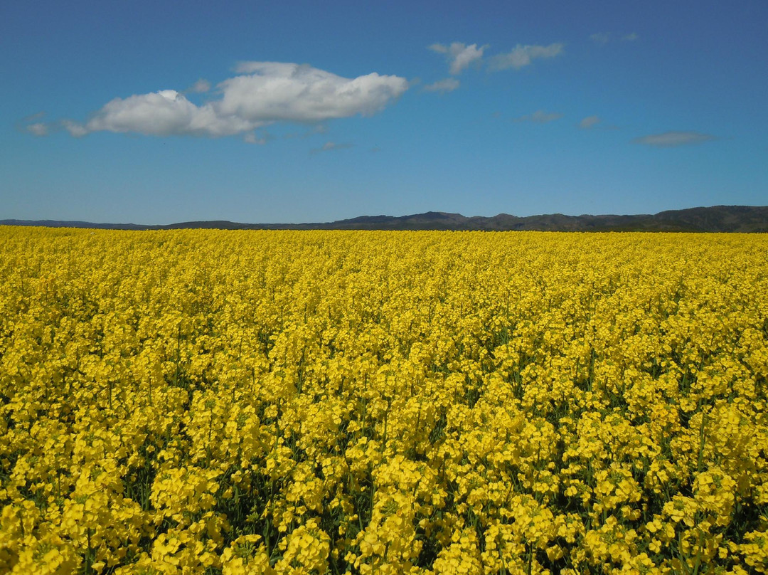 Mutsu Rosa Rugosa Line-横滨町必去景点