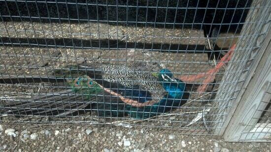 Walnut Creek Amish Flea Market-Sugarcreek必去景点