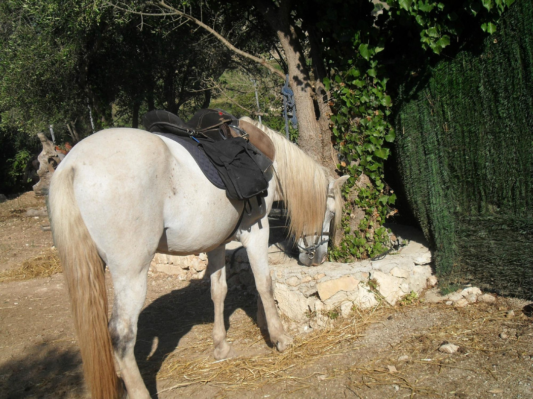 Son Bou Rutas A Caballo-阿拉约尔必去景点