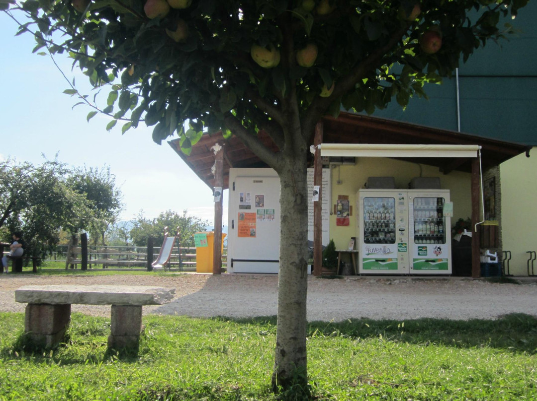 Azienda Agricola Juvenilia景点图片