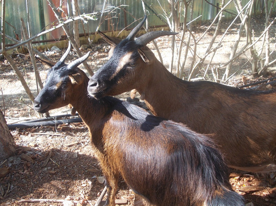 Butterfly Farm d'Abruzzo-Citta Sant'Angelo必去景点