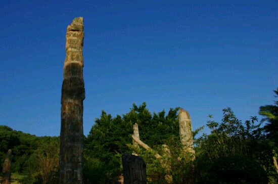 仙湖化石森林-深圳市必去景点