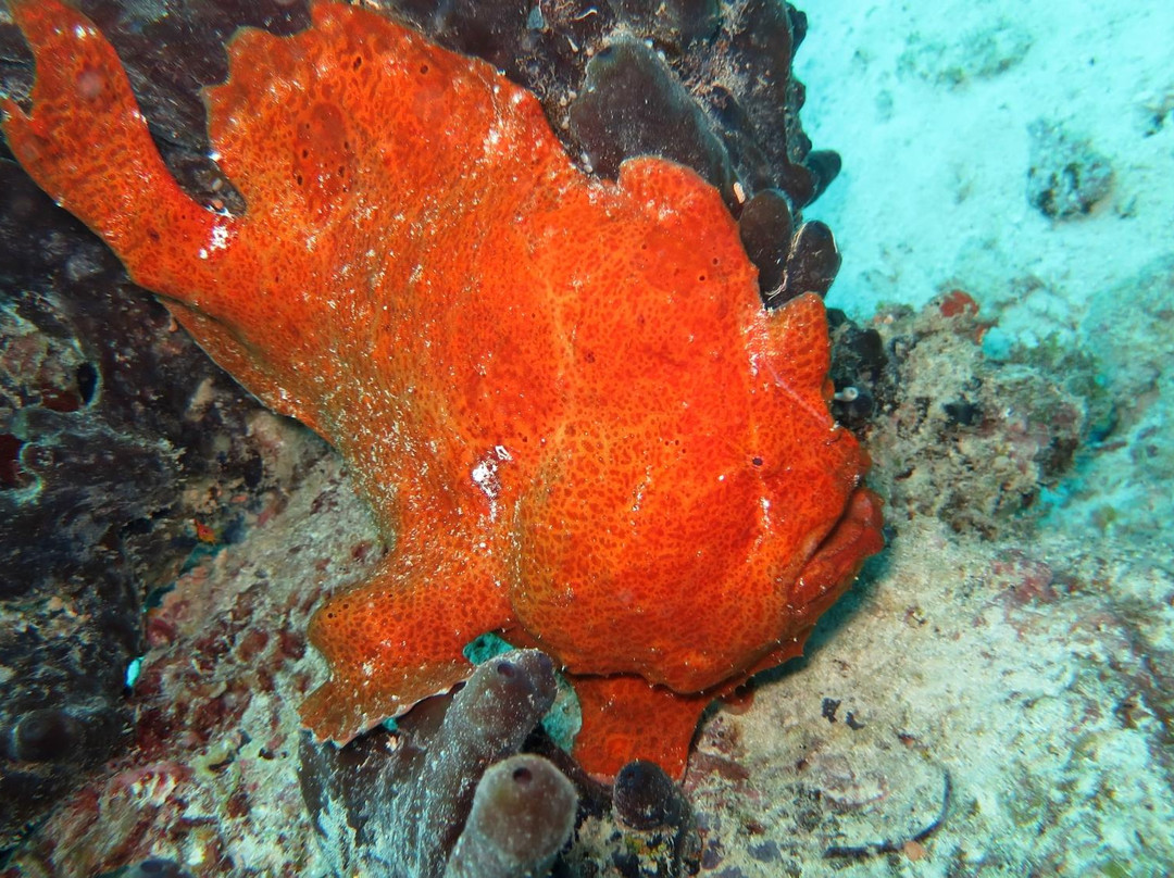 Diving Poseidon-孥归必去景点