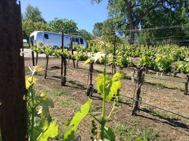 Starr Ranch Vineyard & Winery景点图片