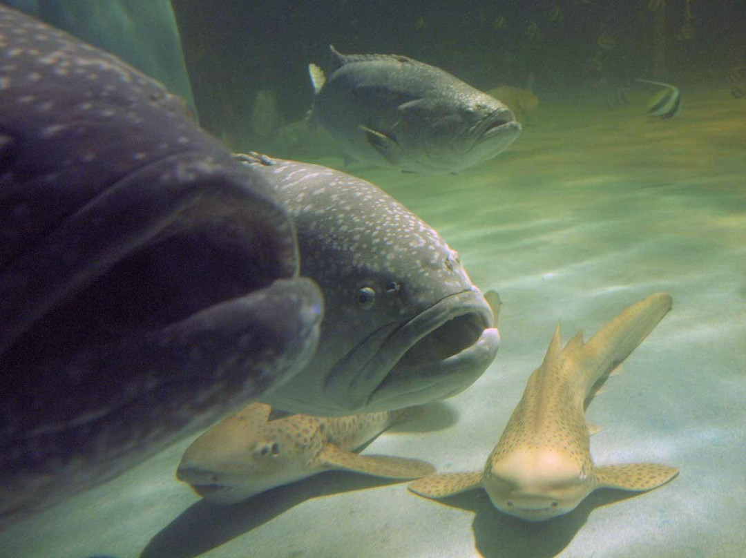 Songkhla Aquarium景点图片