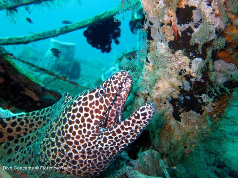 Dive Concepts-图兰本必去景点