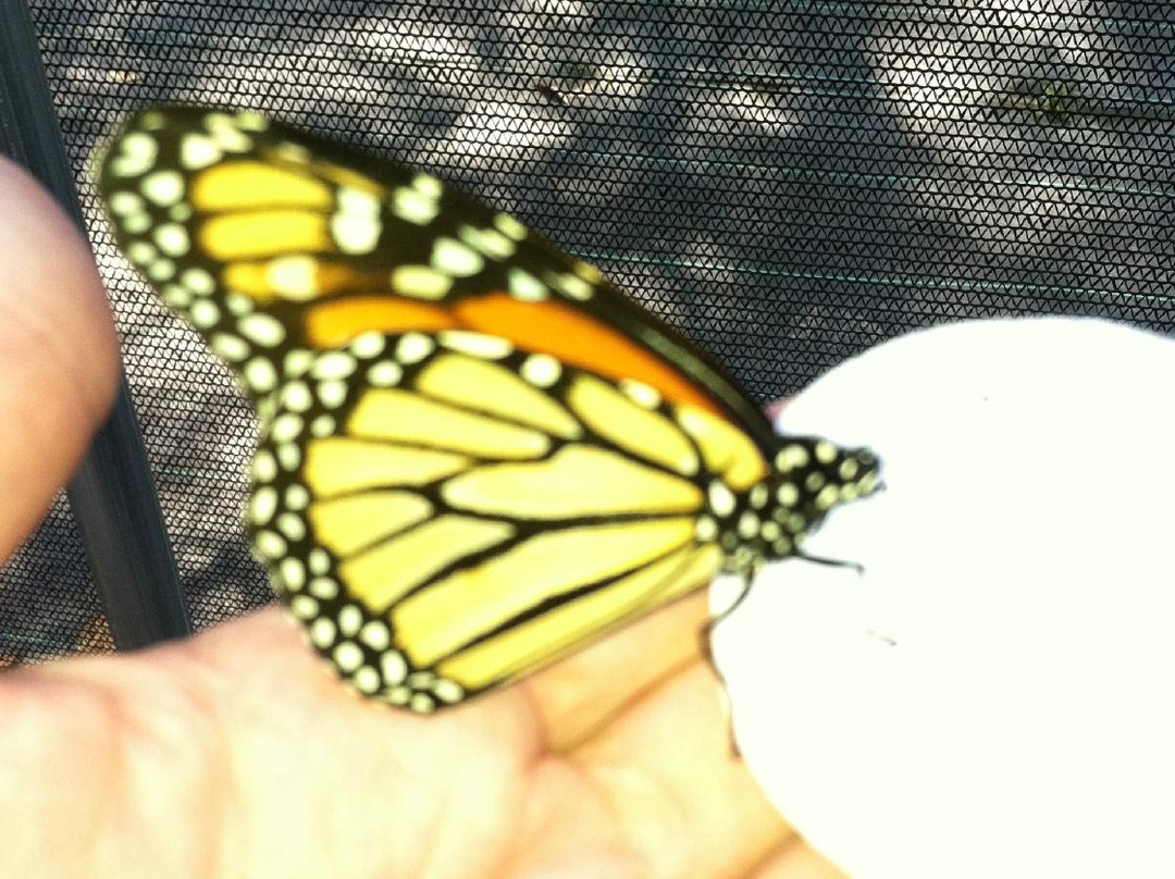 All-A-Flutter Butterfly Farm景点图片